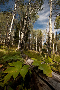 aspens